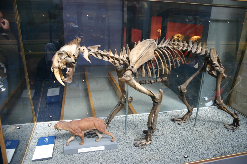 2006-05-26-London-56-Natural-History-Museum-saber-tooth-cat.JPG