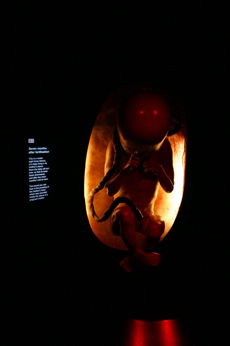 2006-05-26-London-61-Natural-History-Museum-baby.JPG