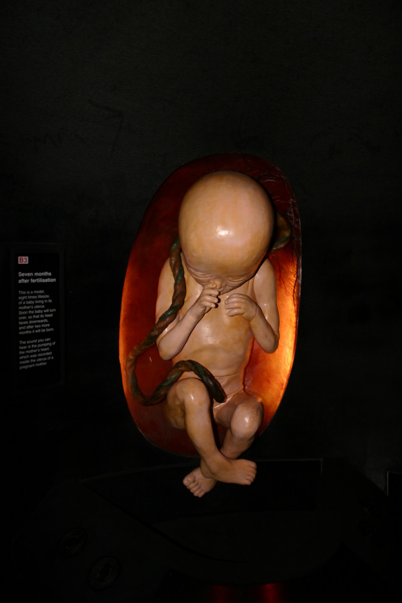 2006-05-26-London-62-Natural-History-Museum-baby.JPG