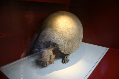 2006-05-26-London-44-Natural-History-Museum-Glyptodon-armadillo-ancestor.JPG