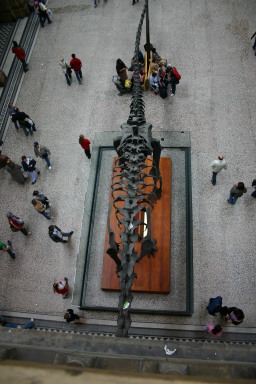 2006-05-26-London-49-Natural-History-Museum-foyer.JPG