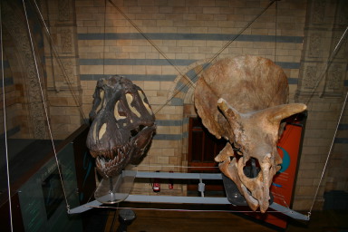 2006-05-26-London-53-Natural-History-Museum-dino.JPG
