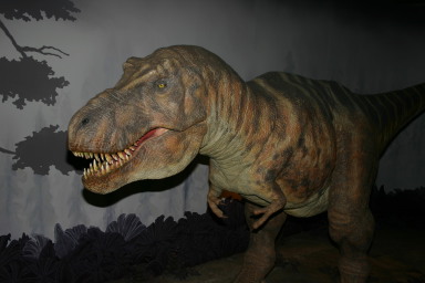 2006-05-26-London-55-Natural-History-Museum-dino-T-Rex.JPG