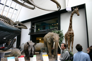 2006-05-26-London-57-Natural-History-Museum-rhino-elephant-giraffe.JPG