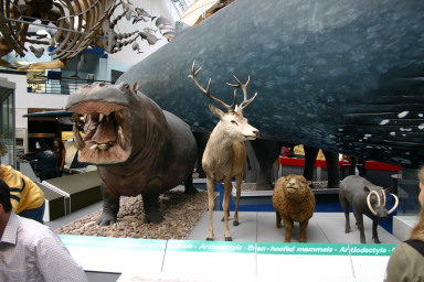 2006-05-26-London-59-Natural-History-Museum-hippo-deer-sheep-hog.JPG