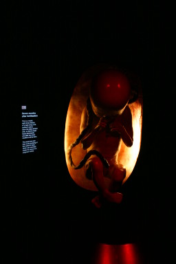 2006-05-26-London-61-Natural-History-Museum-baby.JPG