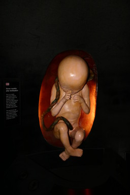 2006-05-26-London-62-Natural-History-Museum-baby.JPG