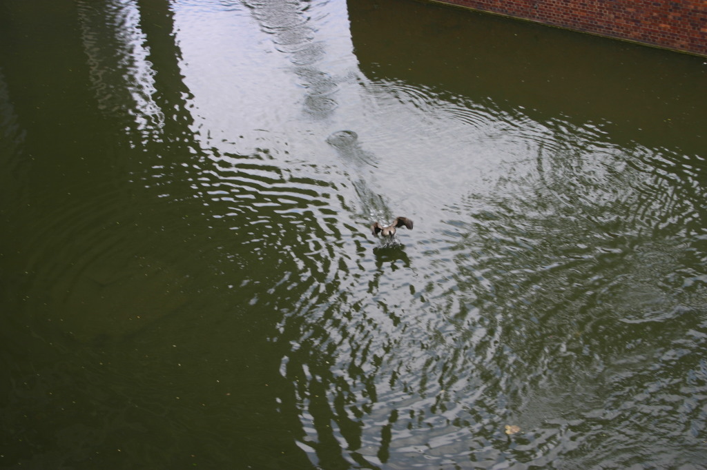 2006-05-28-London-40-bike-tour-ducks.JPG