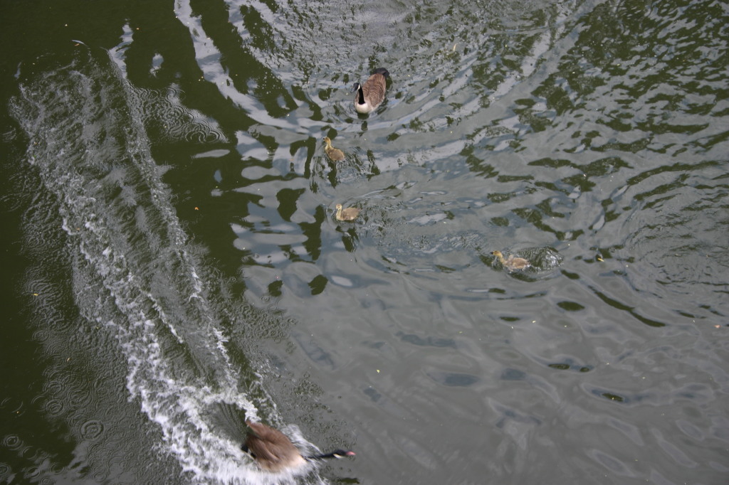 2006-05-28-London-41-bike-tour-ducks.JPG