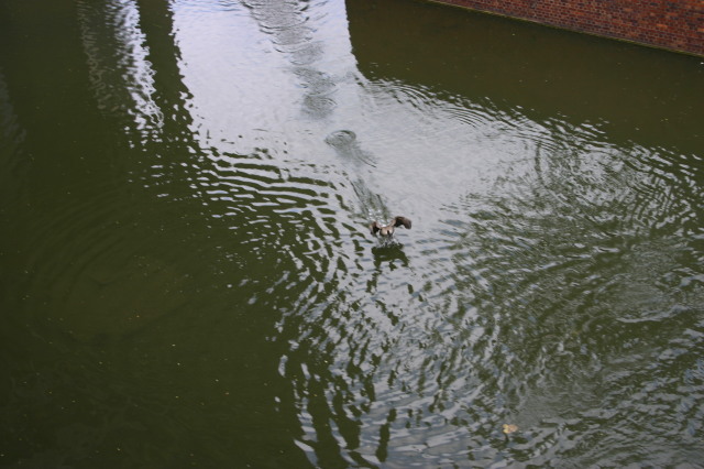 2006-05-28-London-40-bike-tour-ducks.JPG