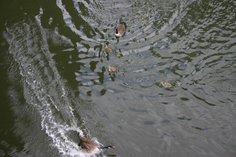 2006-05-28-London-41-bike-tour-ducks.JPG