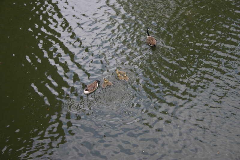 2006-05-28-London-43-bike-tour-ducks.JPG