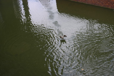 2006-05-28-London-40-bike-tour-ducks.JPG