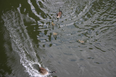 2006-05-28-London-41-bike-tour-ducks.JPG