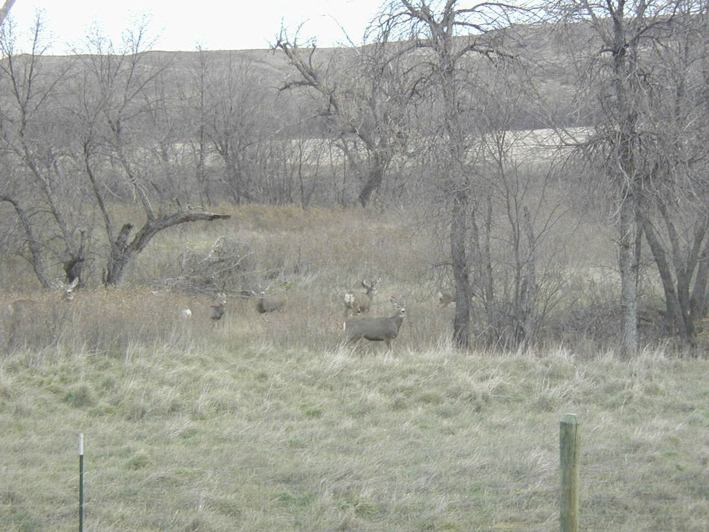 2006/11(November)/SD-Hunting/1024x768_2006-11-07-SD-Hunting-Pierre-09-Deer.JPG
