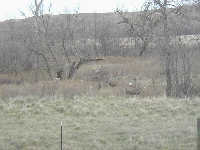 2006/11(November)/SD-Hunting/640x480_2006-11-07-SD-Hunting-Pierre-08-Deer.JPG