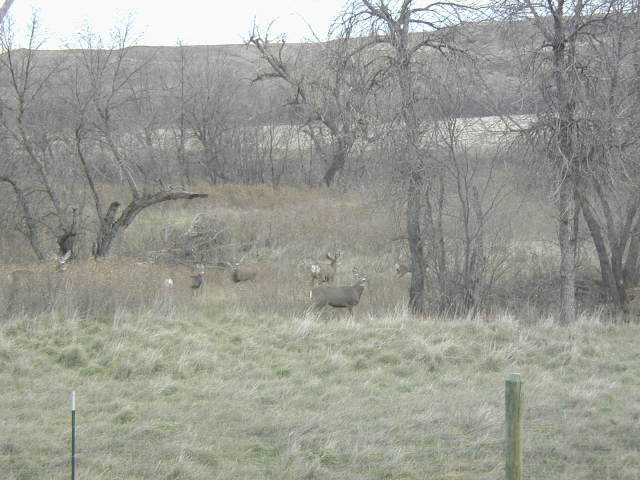2006-11-07-SD-Hunting-Pierre-09-Deer.JPG