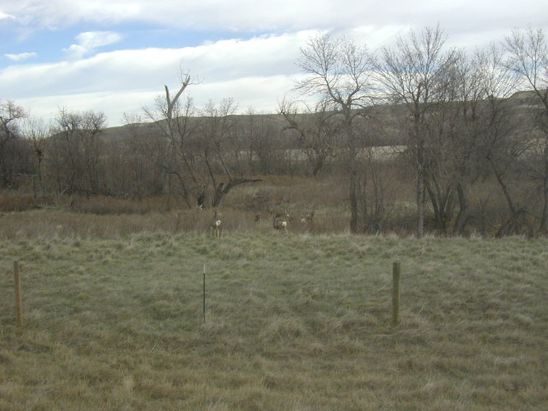 2006/11(November)/SD-Hunting/800x600_2006-11-07-SD-Hunting-Pierre-06-Deer.JPG