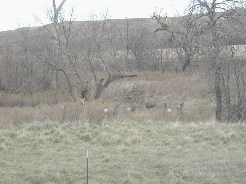 2006/11(November)/SD-Hunting/800x600_2006-11-07-SD-Hunting-Pierre-07-Deer.JPG
