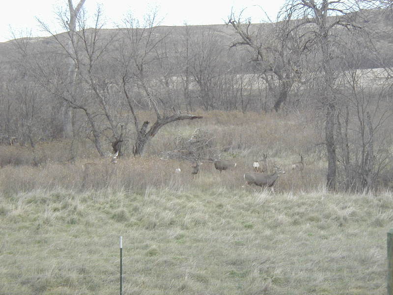 2006/11(November)/SD-Hunting/800x600_2006-11-07-SD-Hunting-Pierre-08-Deer.JPG
