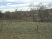 2006-11-07-SD-Hunting-Pierre-06-Deer.JPG
