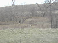 2006-11-07-SD-Hunting-Pierre-07-Deer.JPG