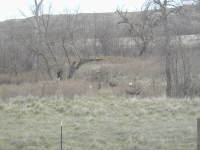 2006-11-07-SD-Hunting-Pierre-08-Deer.JPG