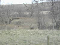2006-11-07-SD-Hunting-Pierre-09-Deer.JPG