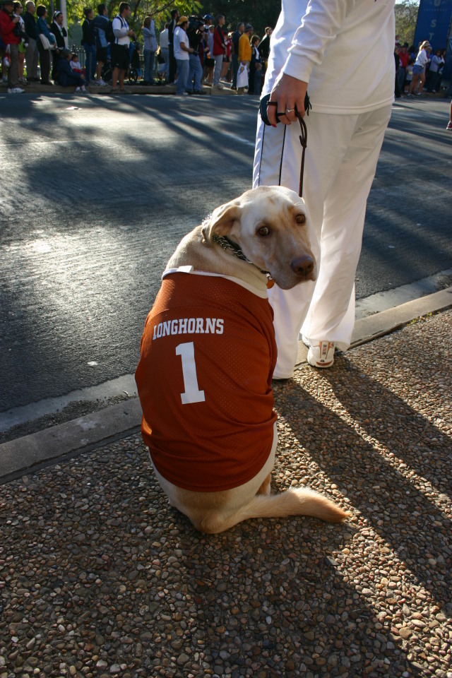 2006-11-23-TurkeyTrot-09-longhorn-dog.JPG