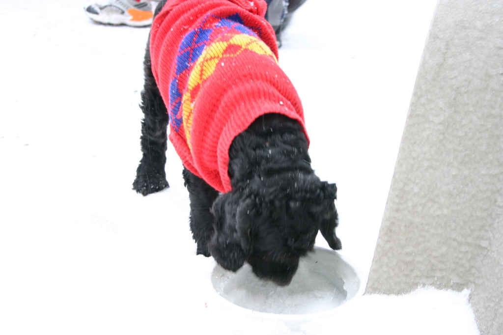 2007/01(January)/Austin-Ice-Storm/1024x768_2007-01-16-Ice-Storm-Austin-5-Scout.JPG