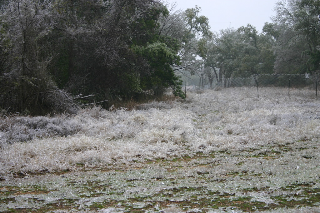 2007-01-18-Ice-Storm-Austin-17.JPG
