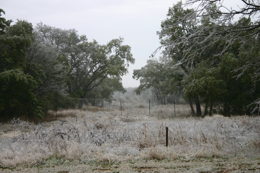 2007-01-18-Ice-Storm-Austin-18.JPG