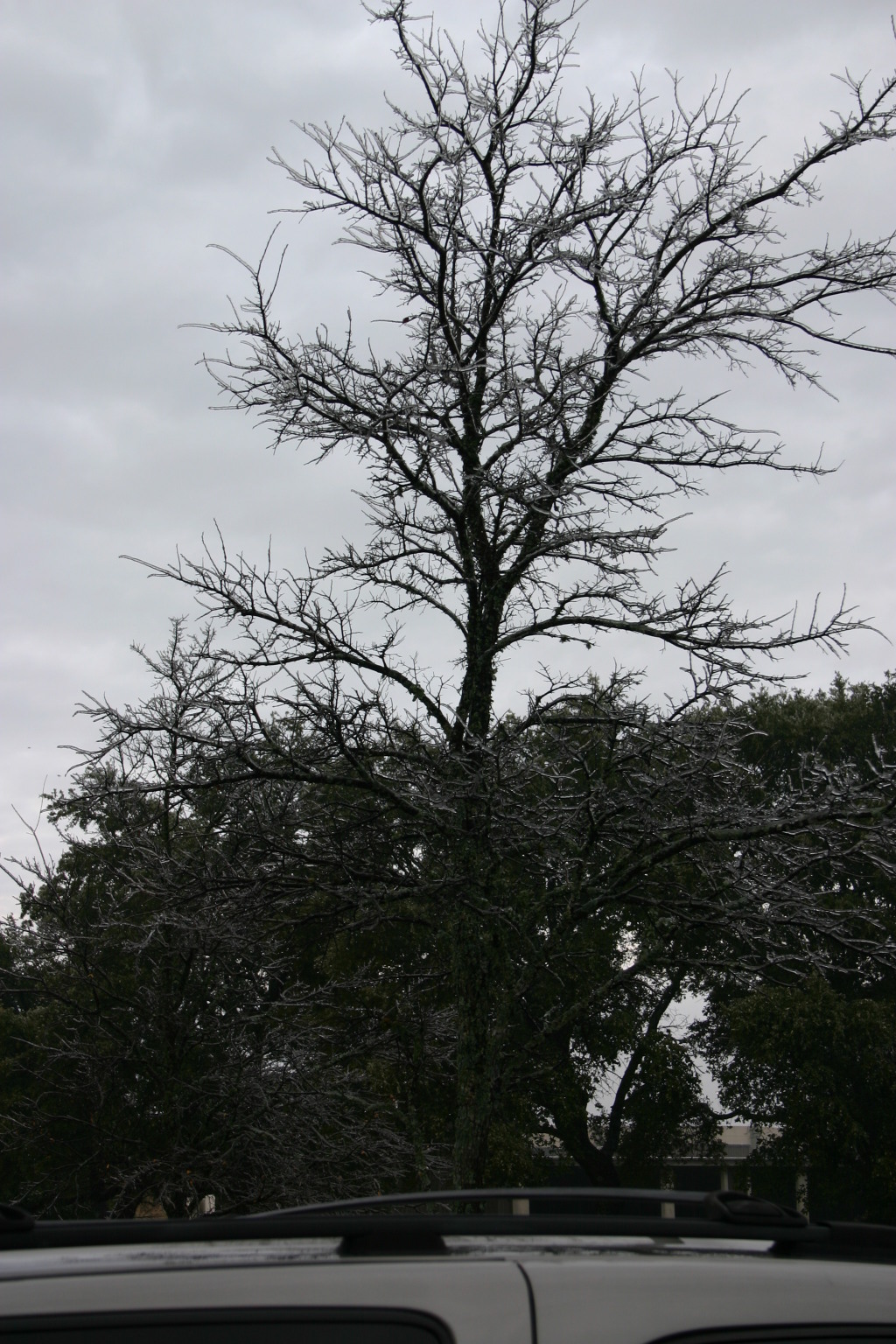 2007/01(January)/Austin-Ice-Storm/1024x768_2007-01-18-Ice-Storm-Austin-22.JPG