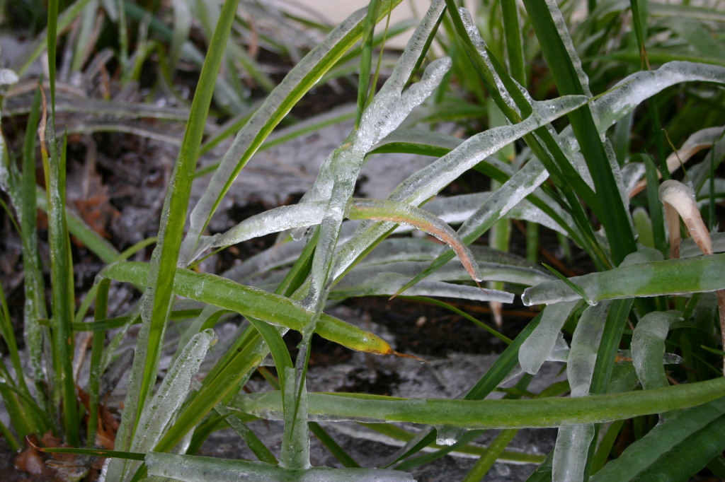 2007/01(January)/Austin-Ice-Storm/1024x768_2007-01-18-Ice-Storm-Austin-25-grass.JPG