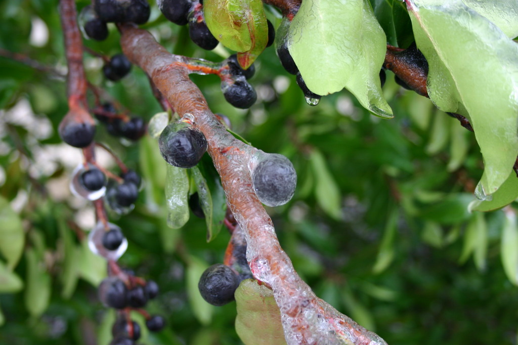 2007/01(January)/Austin-Ice-Storm/1024x768_2007-01-18-Ice-Storm-Austin-27-berries.JPG