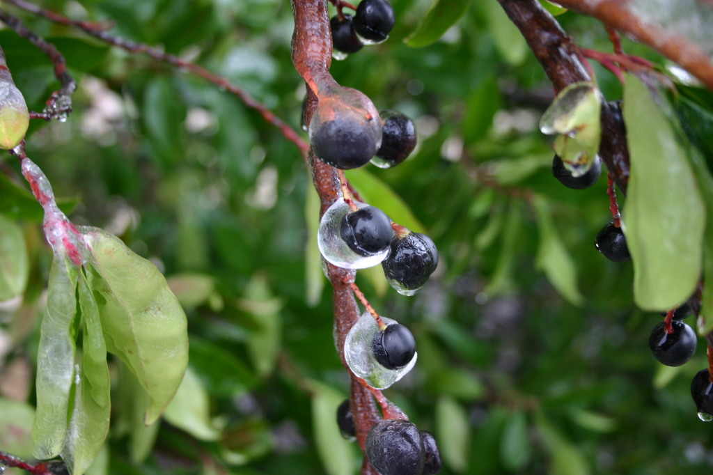 2007/01(January)/Austin-Ice-Storm/1024x768_2007-01-18-Ice-Storm-Austin-28-berries.JPG