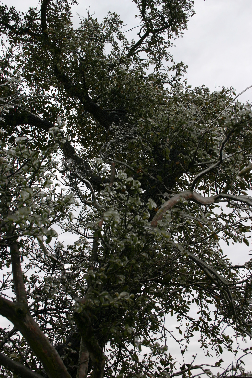 2007/01(January)/Austin-Ice-Storm/1024x768_2007-01-18-Ice-Storm-Austin-32.JPG