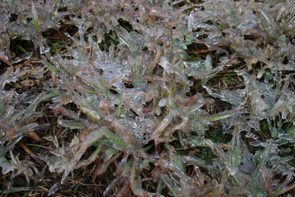 2007/01(January)/Austin-Ice-Storm/1024x768_2007-01-18-Ice-Storm-Austin-38-grass.JPG
