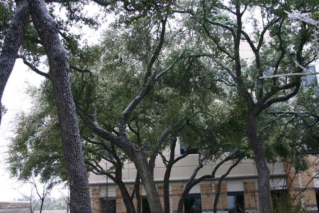 2007-01-18-Ice-Storm-Austin-44.JPG