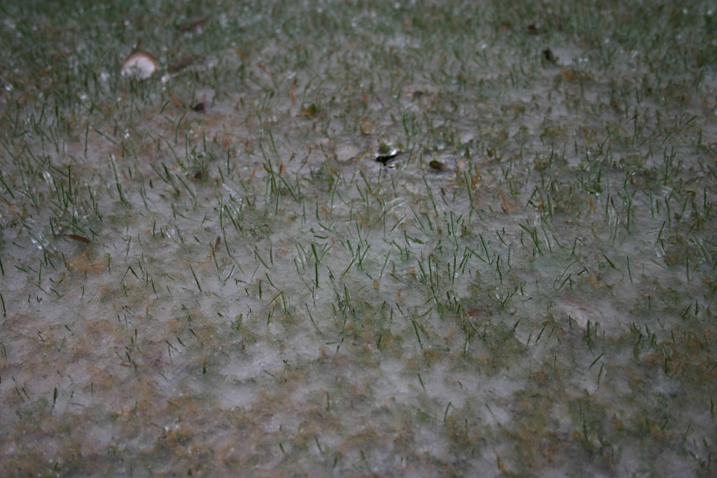 2007/01(January)/Austin-Ice-Storm/1024x768_2007-01-18-Ice-Storm-Austin-45-grass.JPG