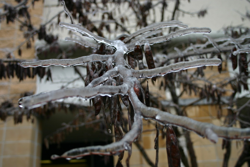2007-01-18-Ice-Storm-Austin-49.JPG