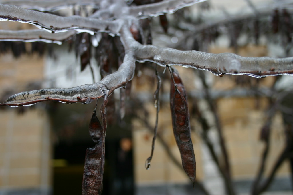2007/01(January)/Austin-Ice-Storm/1024x768_2007-01-18-Ice-Storm-Austin-50.JPG
