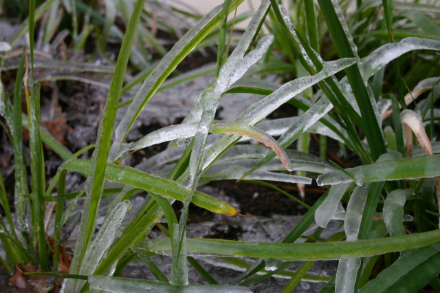 2007-01-18-Ice-Storm-Austin-25-grass.JPG