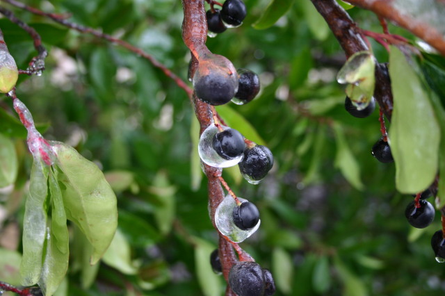 2007/01(January)/Austin-Ice-Storm/640x480_2007-01-18-Ice-Storm-Austin-28-berries.JPG