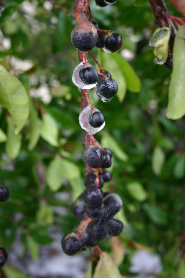 2007/01(January)/Austin-Ice-Storm/640x480_2007-01-18-Ice-Storm-Austin-29-berries.JPG