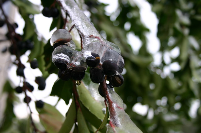 2007/01(January)/Austin-Ice-Storm/640x480_2007-01-18-Ice-Storm-Austin-30-berries.JPG