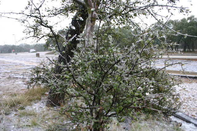 2007-01-18-Ice-Storm-Austin-31.JPG