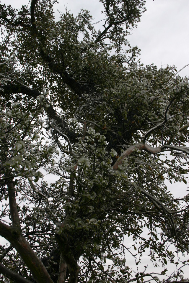 2007/01(January)/Austin-Ice-Storm/640x480_2007-01-18-Ice-Storm-Austin-32.JPG