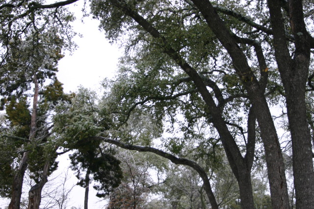 2007-01-18-Ice-Storm-Austin-36.JPG