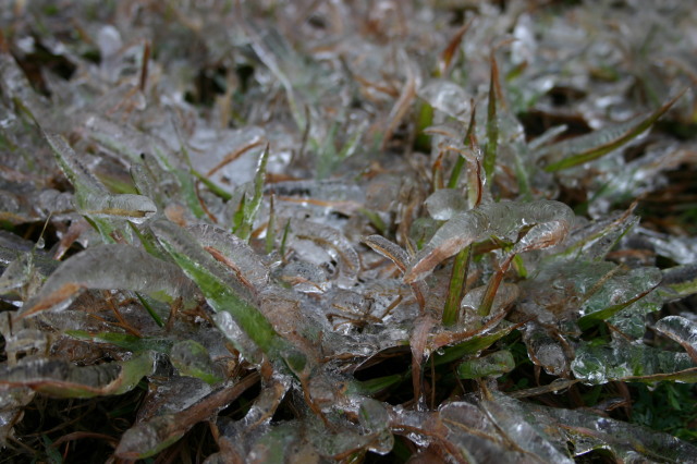 2007-01-18-Ice-Storm-Austin-39-grass.JPG